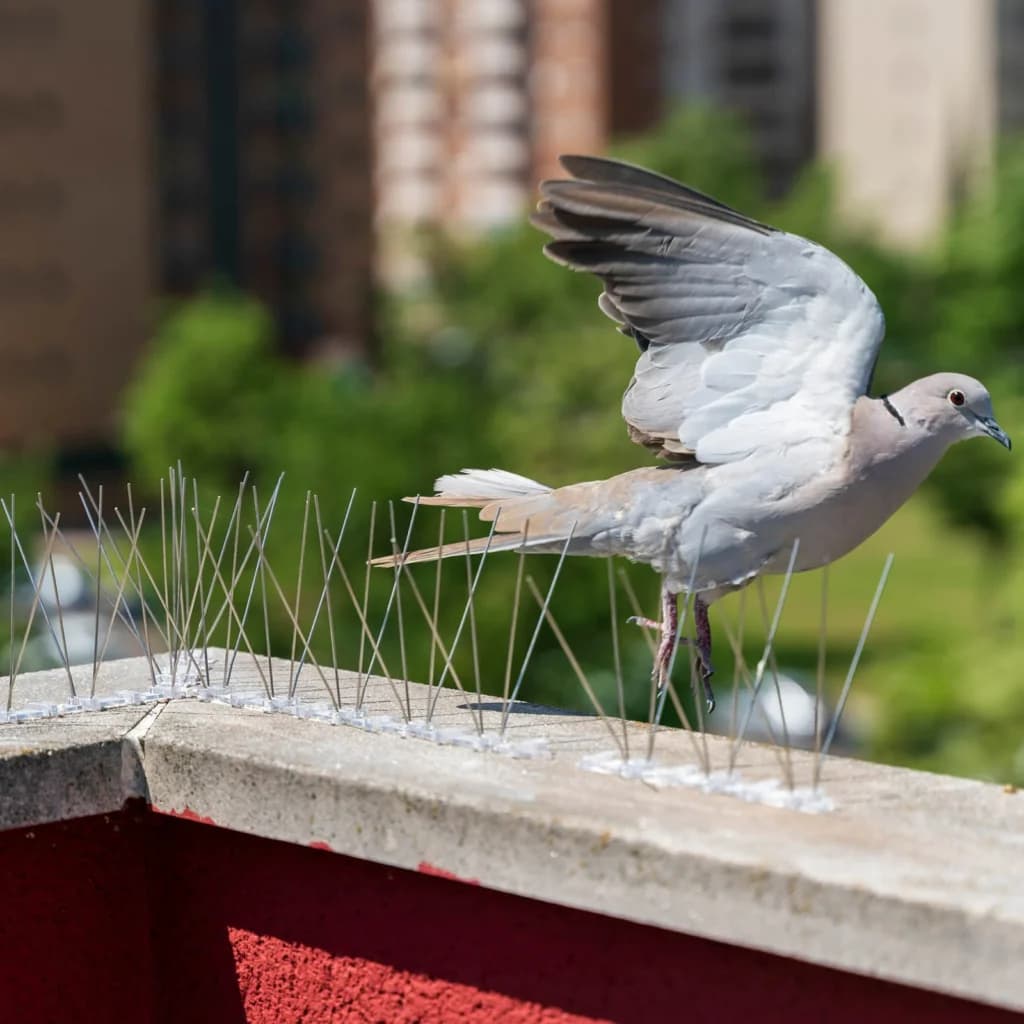 Bird Spikes